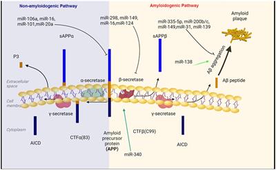 The role of microRNAs in neurobiology and pathophysiology of the hippocampus